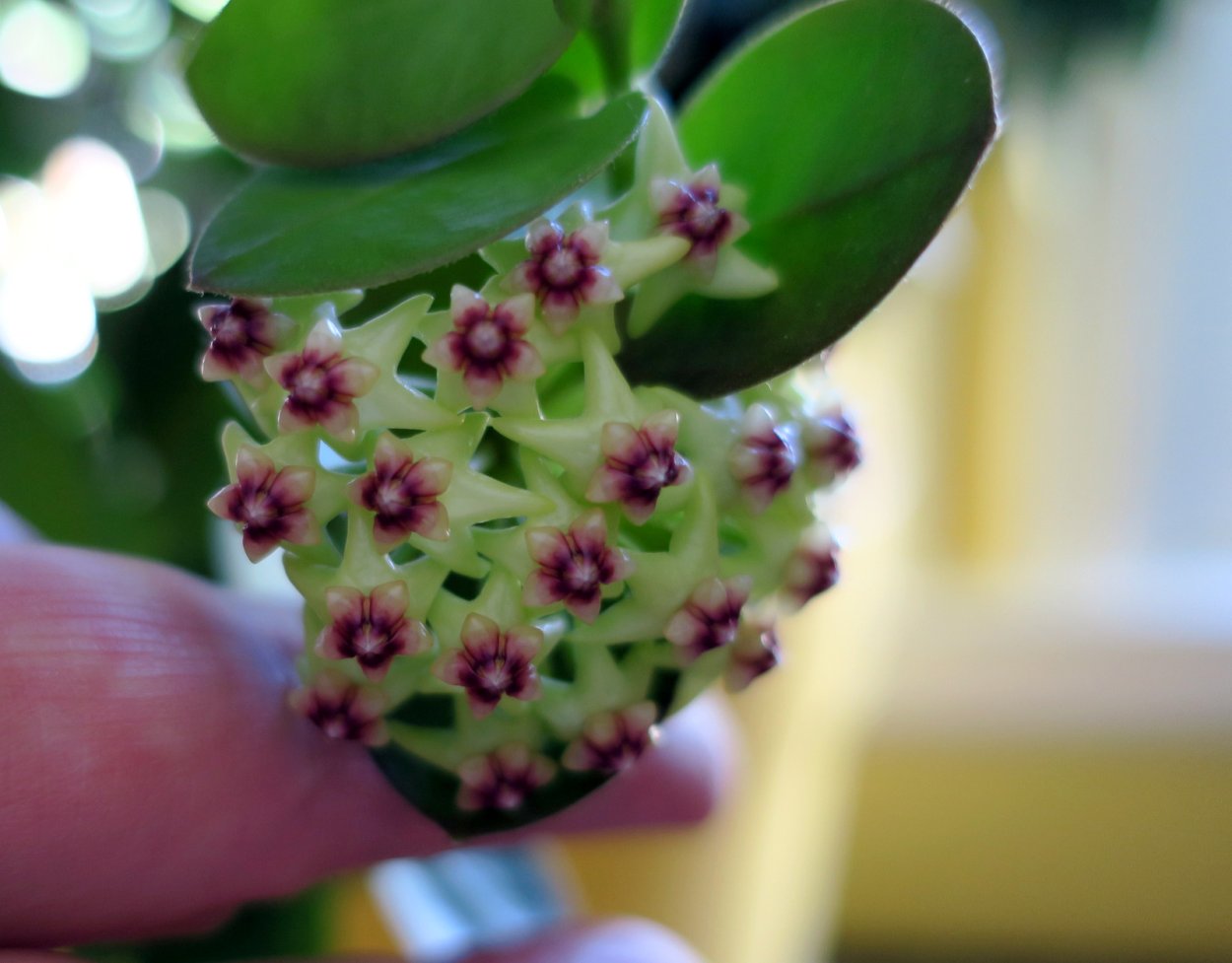 Хойя кумингиана