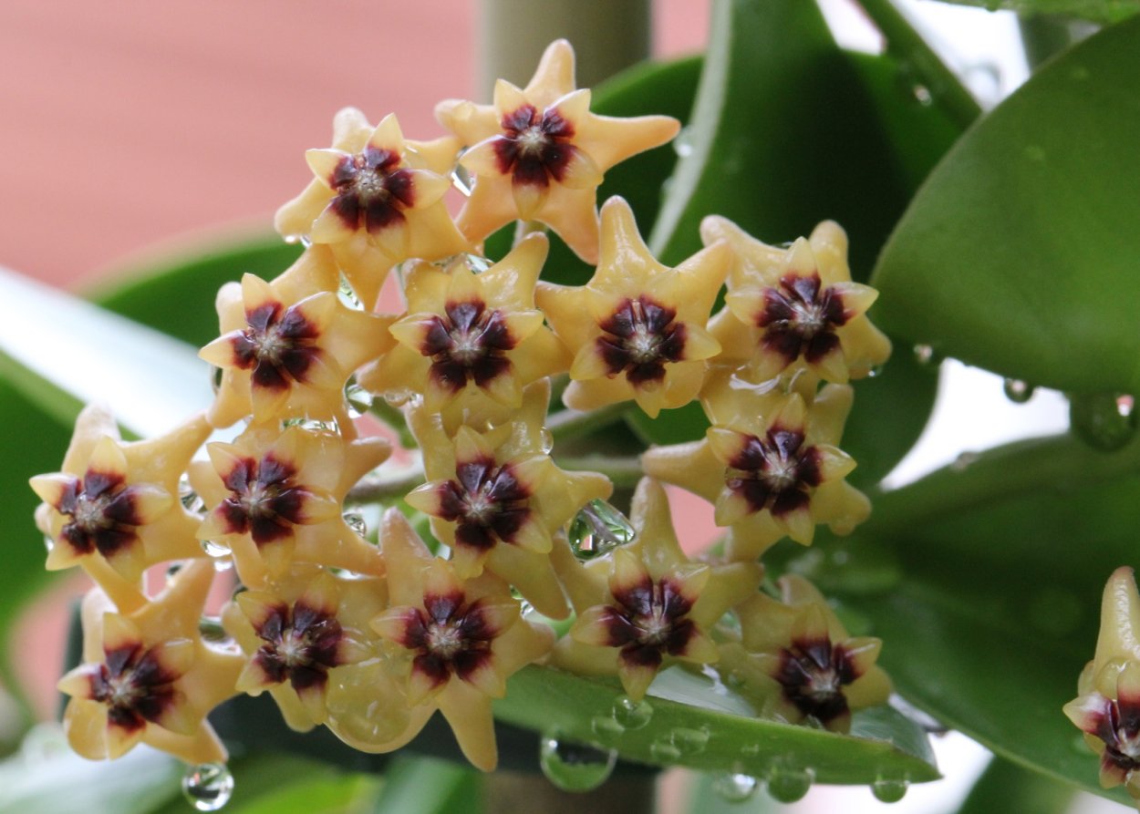 Хойя кумингиана Hoya cumingiana