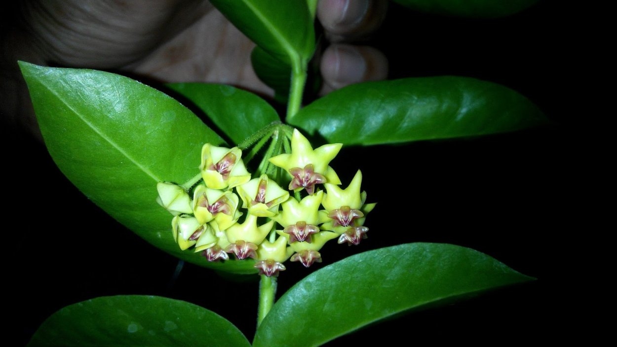 Хойя Индонезия