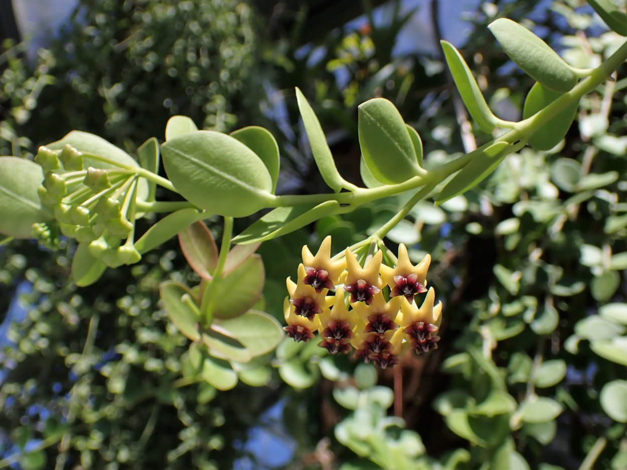 Хойя кумингиана