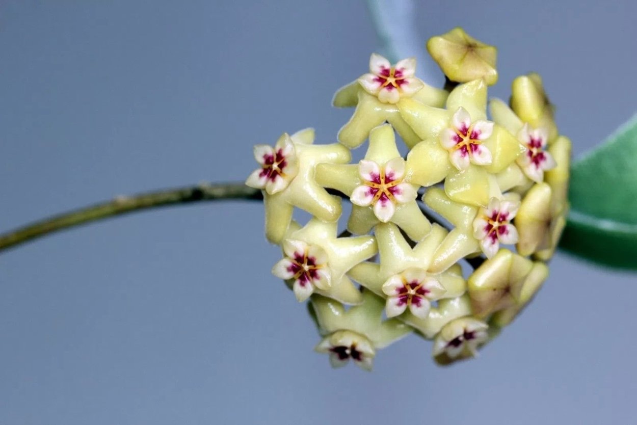 Хойя, Хойя (Hoya),