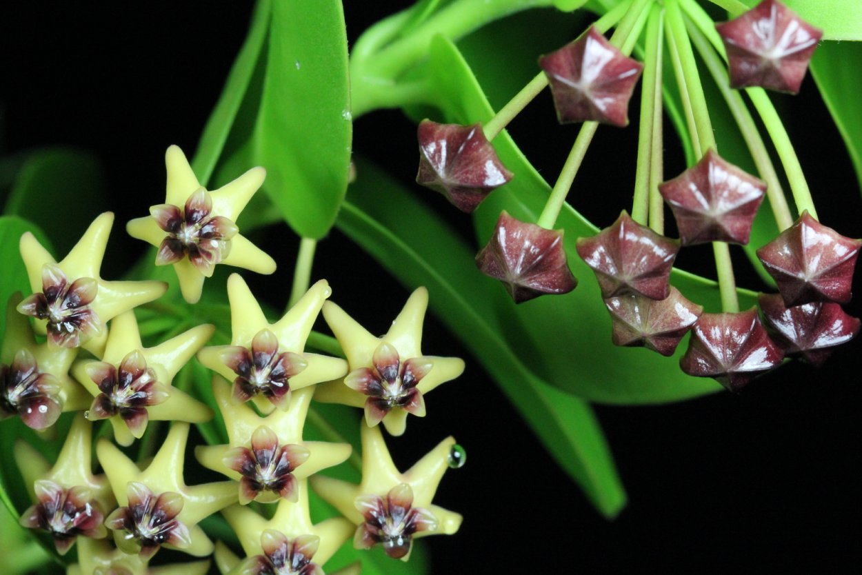 Хойя кумингиана Hoya cumingiana