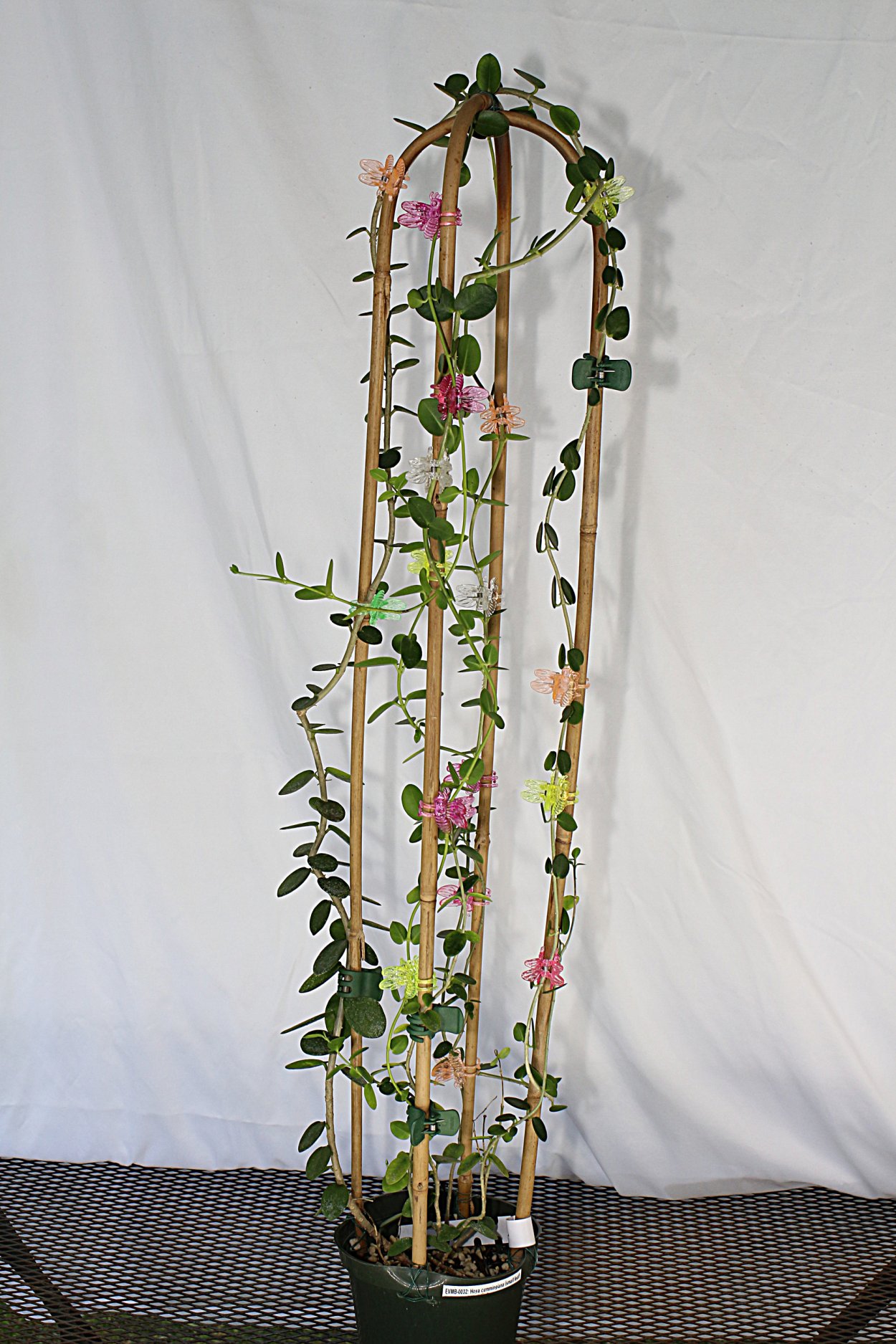 Хойя кумингиана