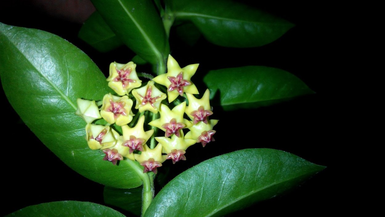 Хойя SP Indonesia 001