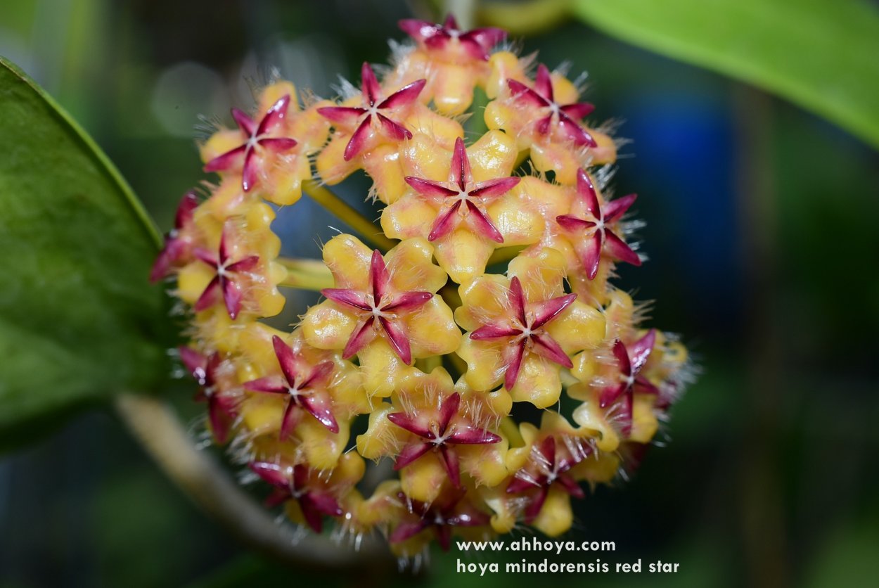 Хойя mindorensis Red Star