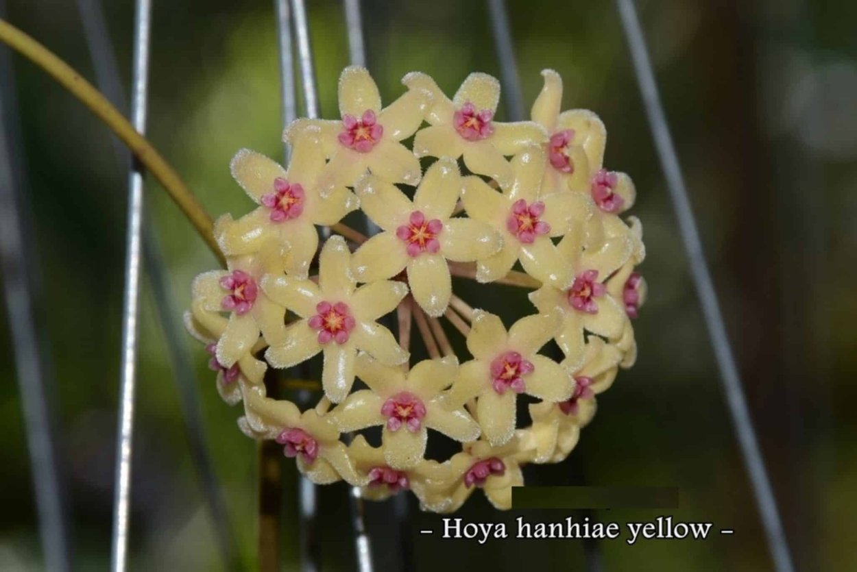 Хойя hanhiae Pink Yellow