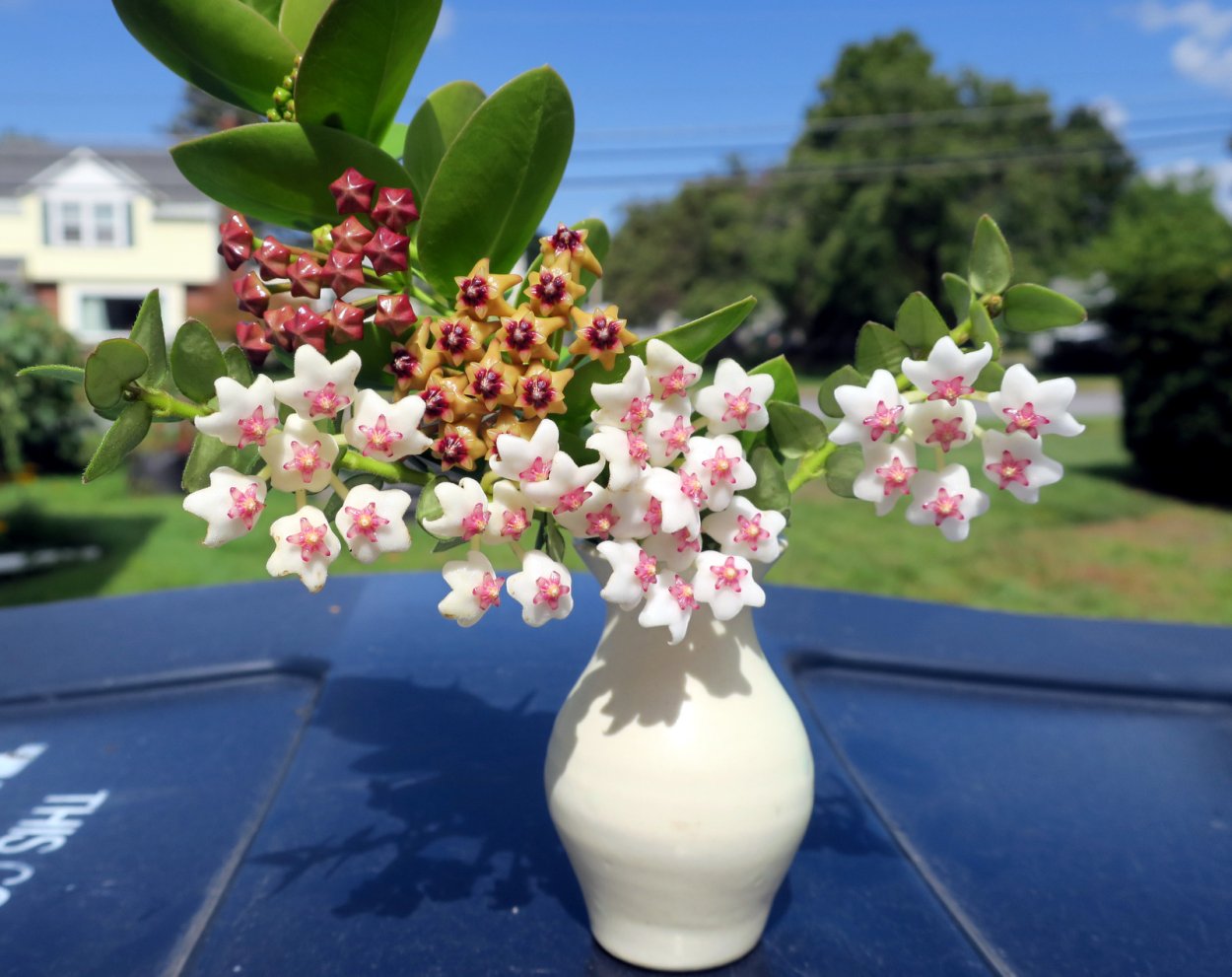 Хойя кумингиана Hoya cumingiana