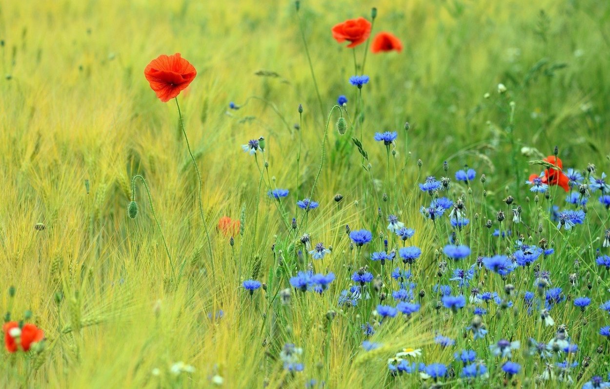 Васильковое поле