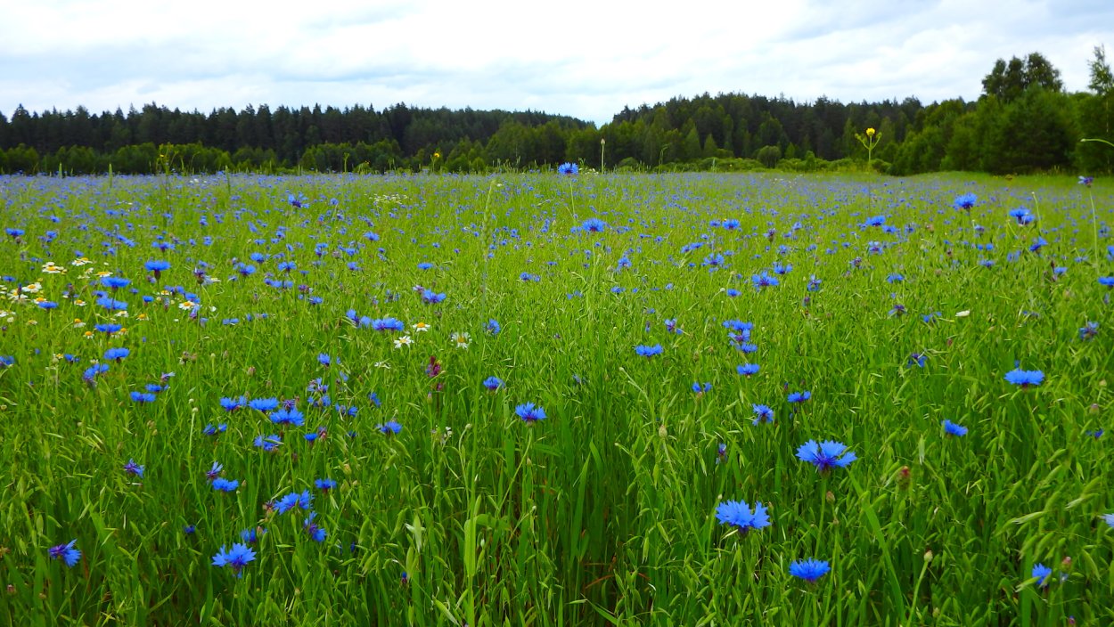 Ромашкин луг
