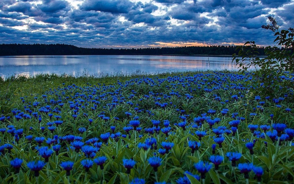 «Поле Васильков»