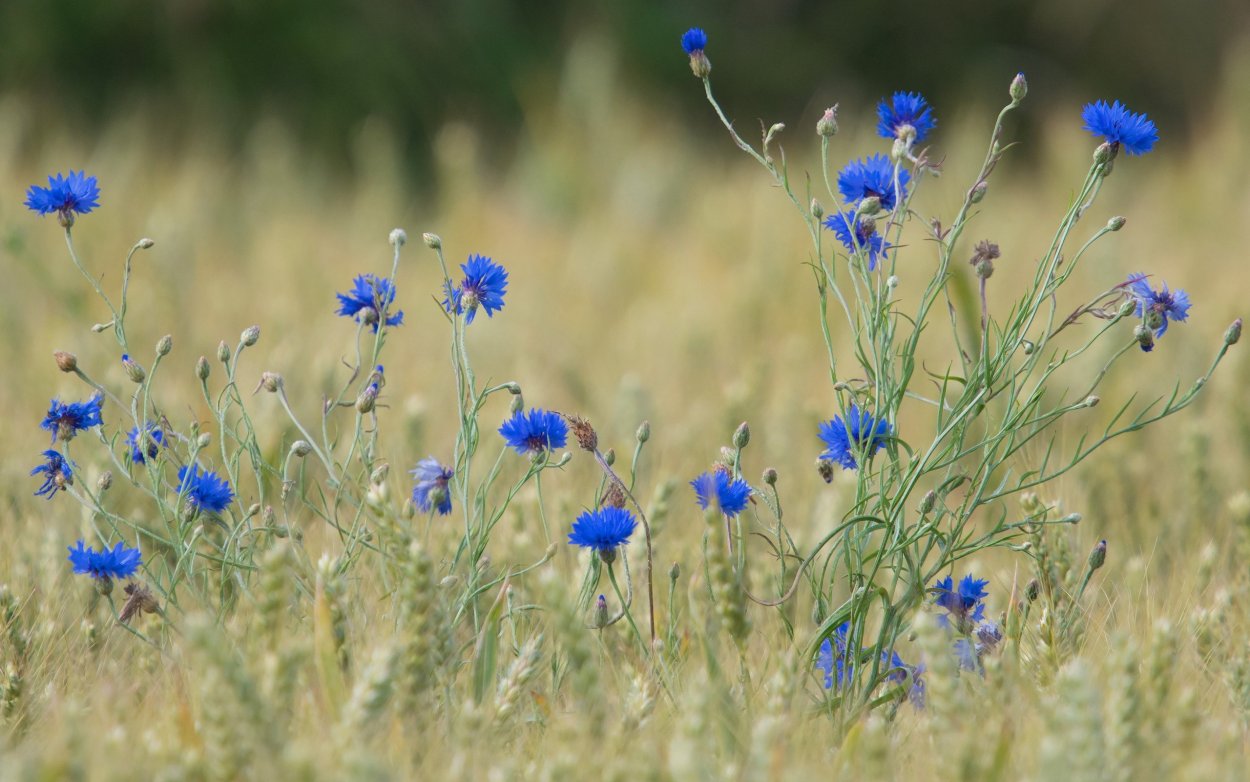 Васильковое поле