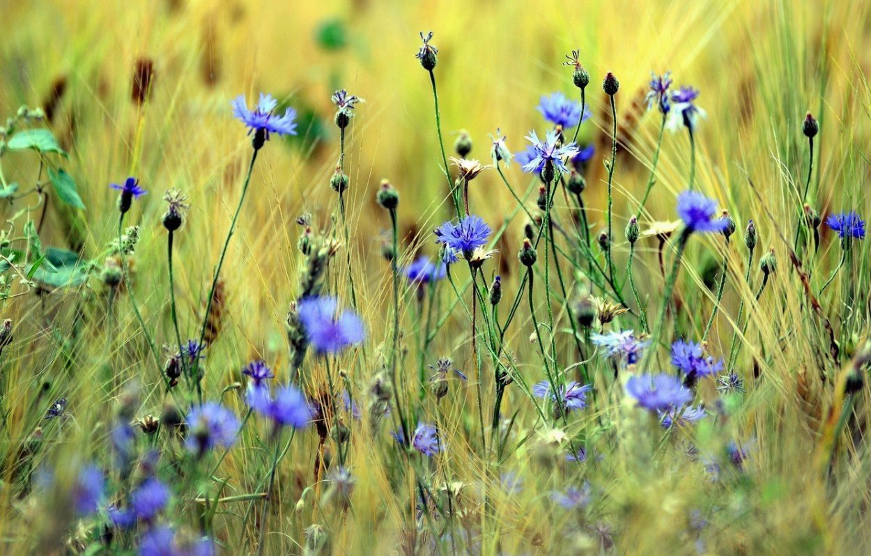 Василек Степной