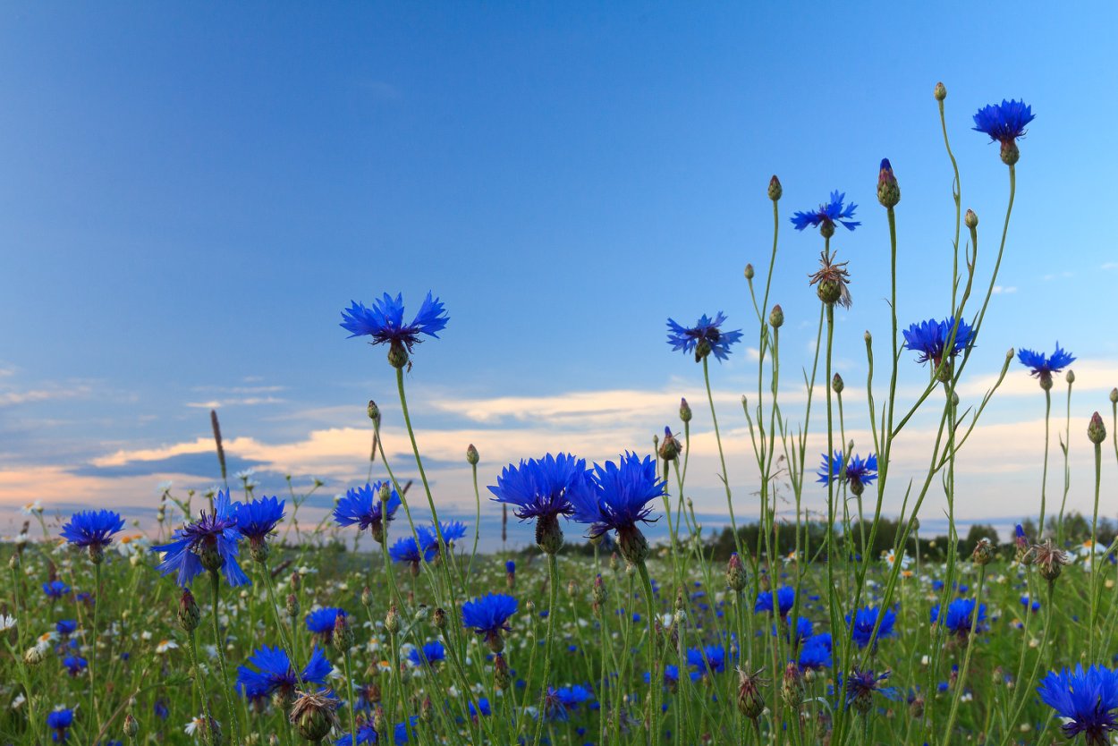 «Поле Васильков»