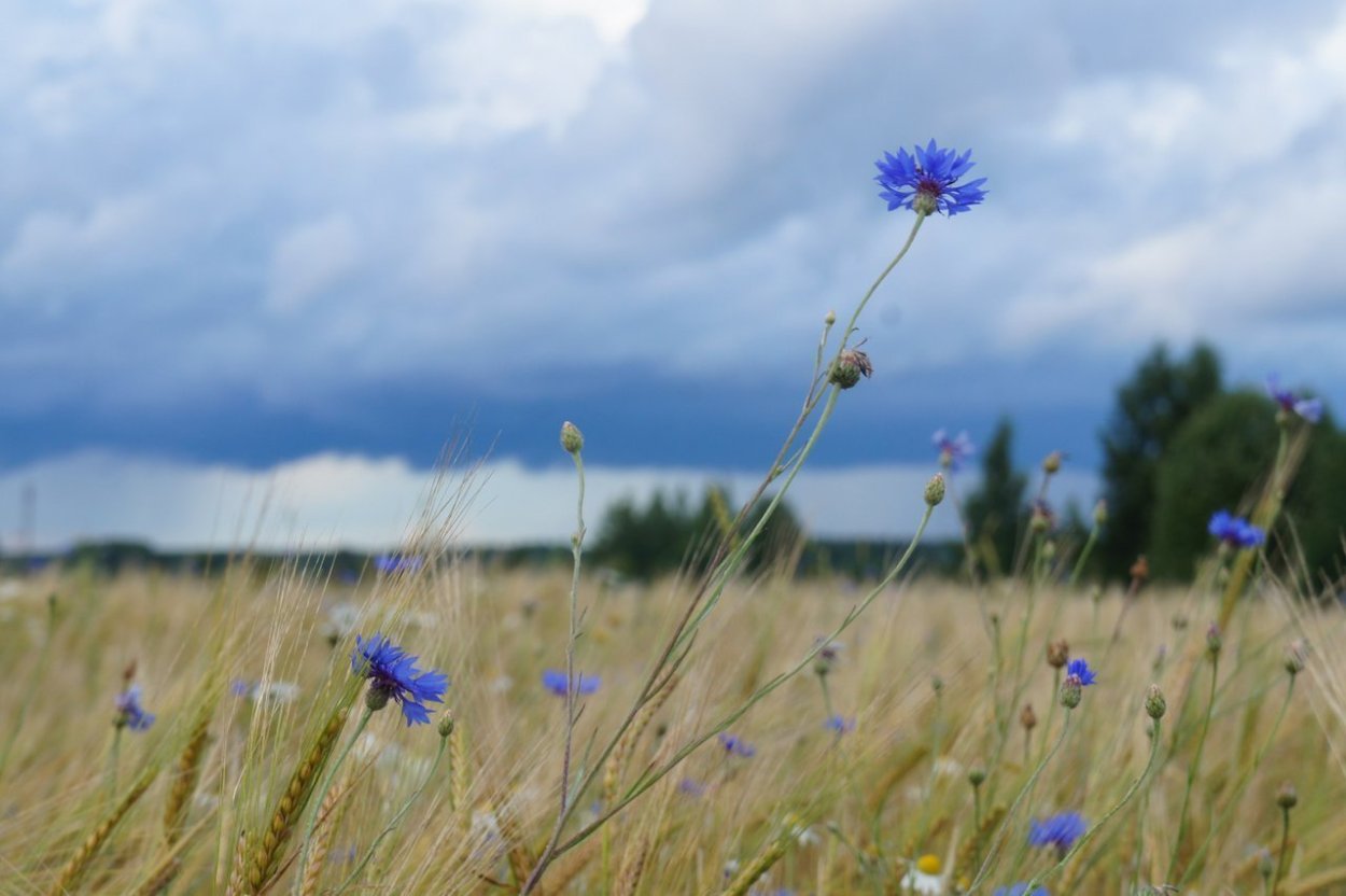 Обои на рабочий стол васильки