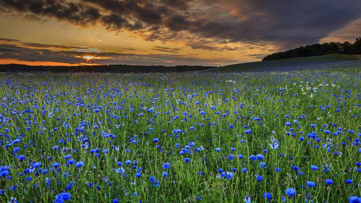 Васильковое поле фото