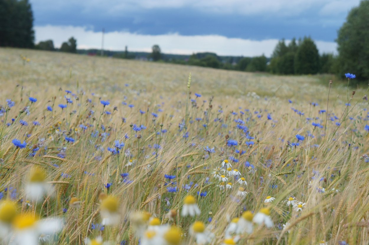 Луга ржи Россия