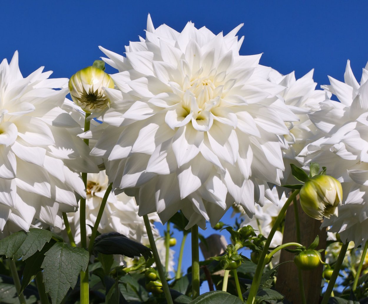 Георгин Вайт Астер