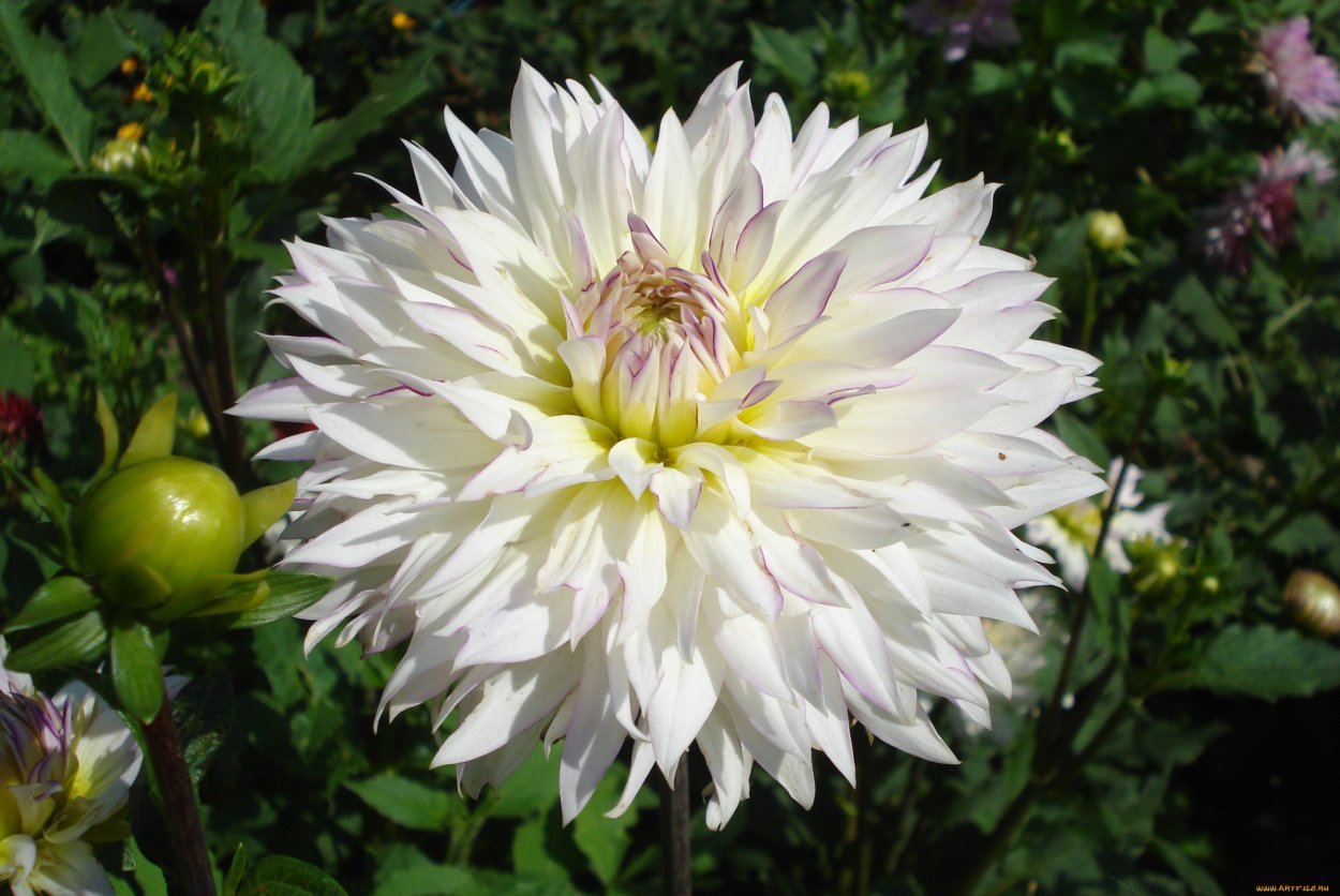 Георгин Snow Country