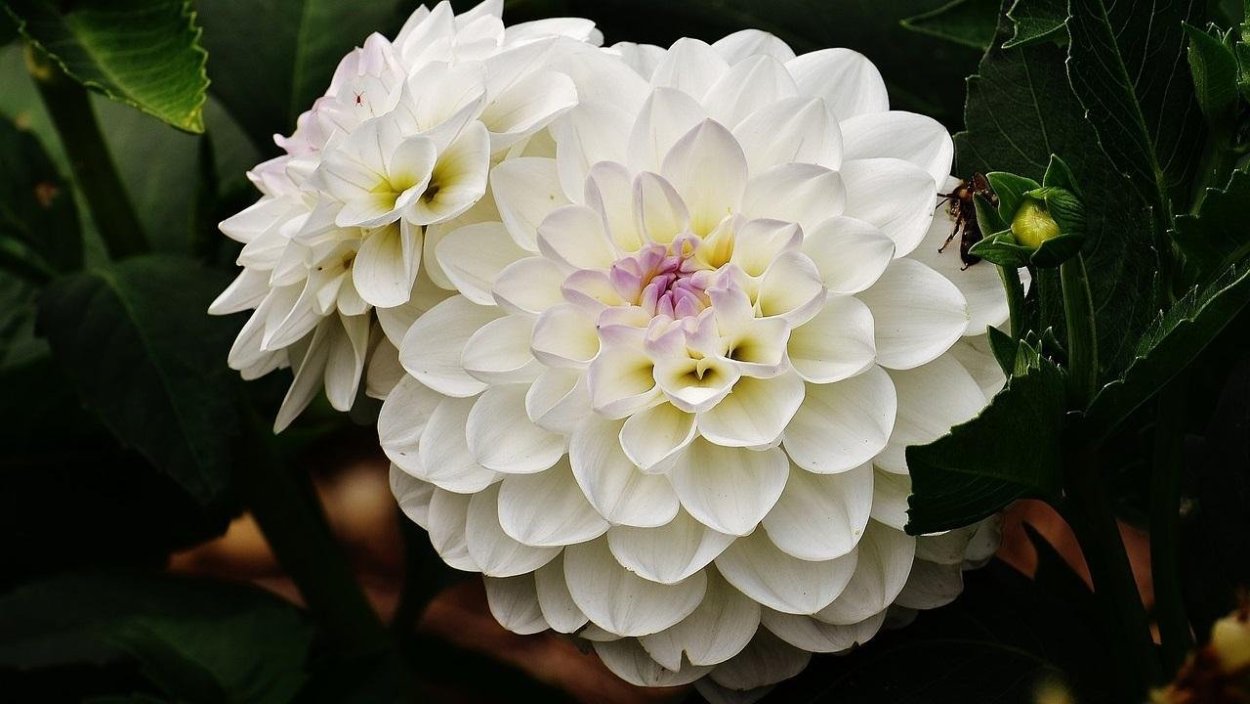 Георгина Сноуфлейк помпон