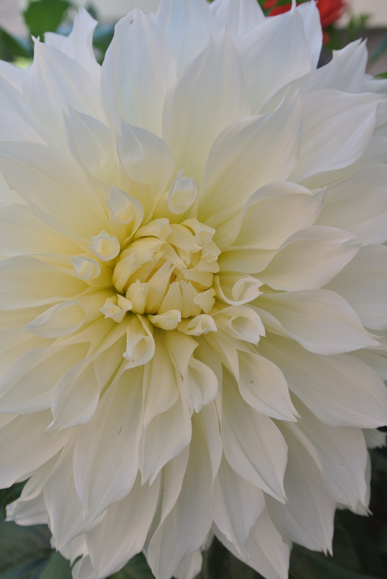 Георгин Dahlia белый