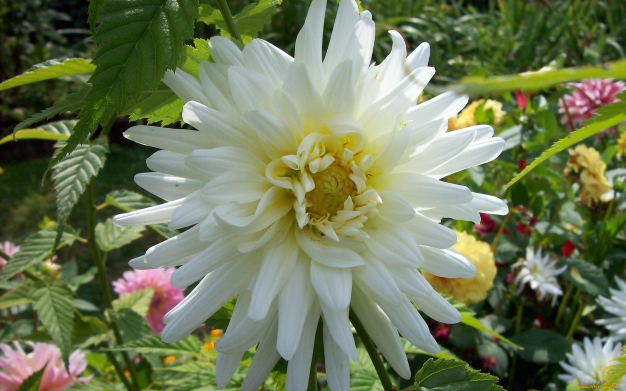 Георгин Белла си