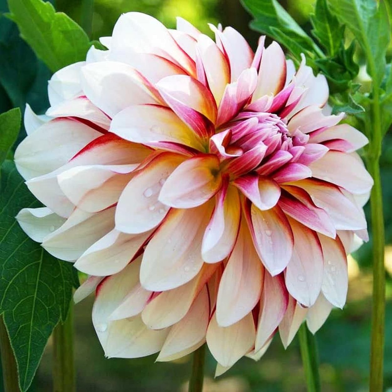 Георгина Кариббеан фэнтези