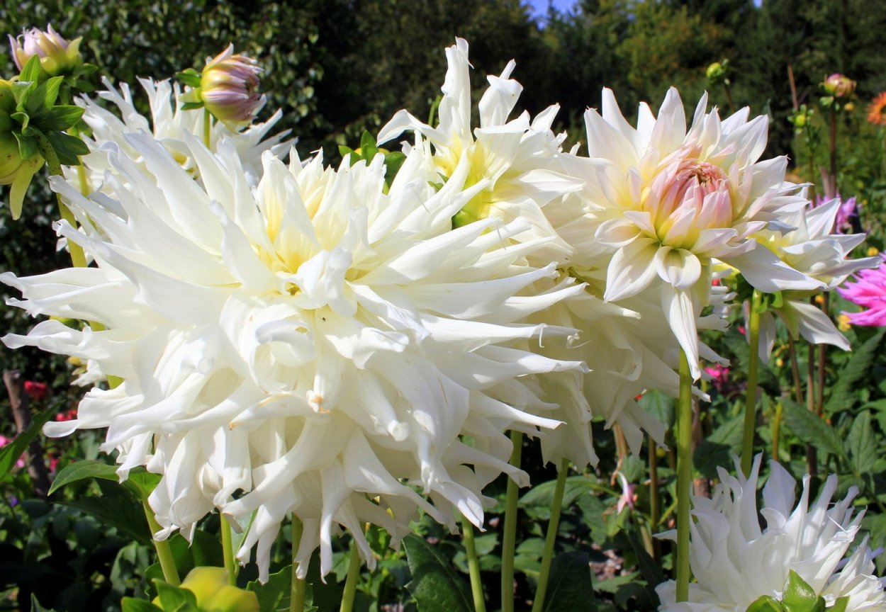 Георгин White Swan