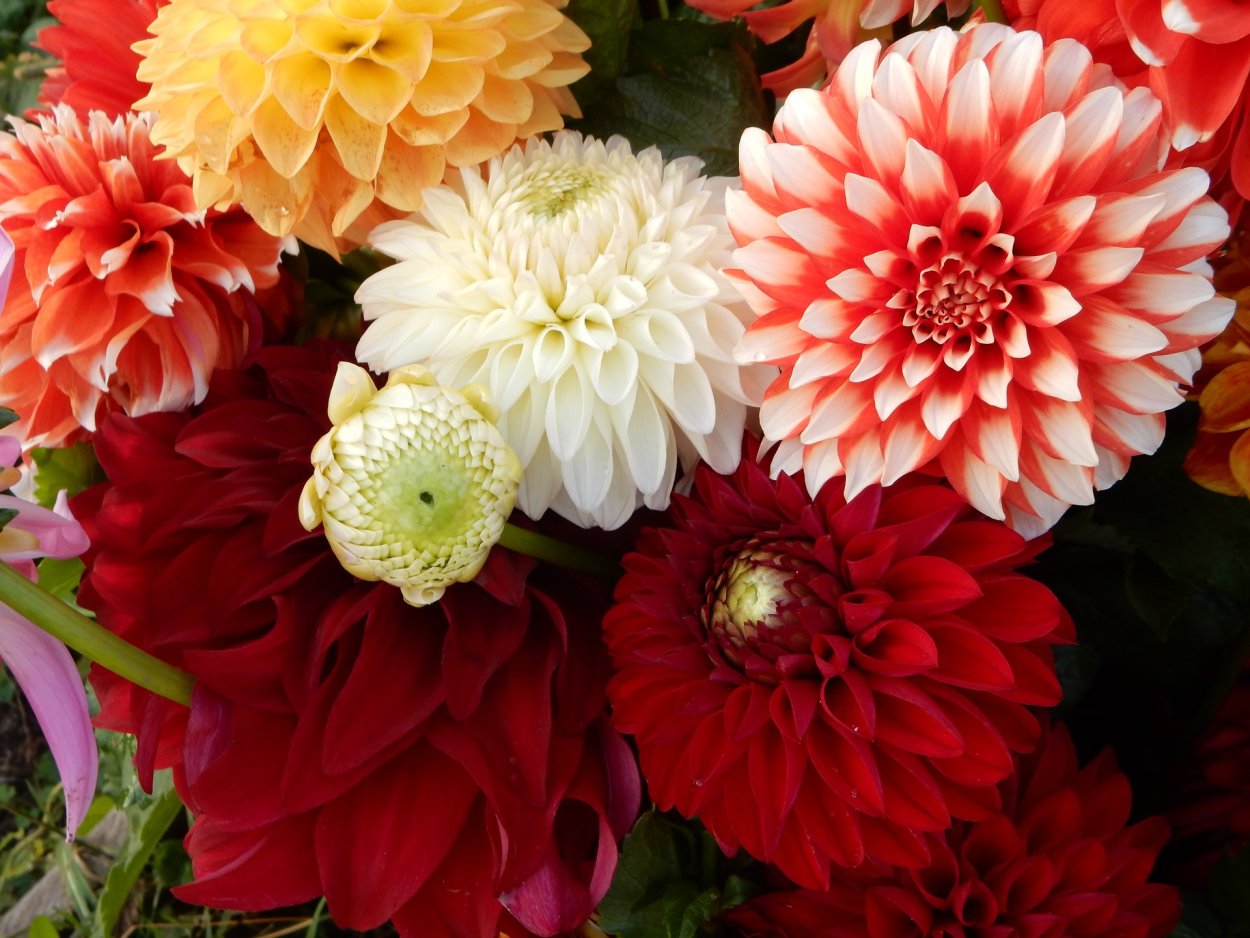 Астра Хризантема Гладиолус георгин