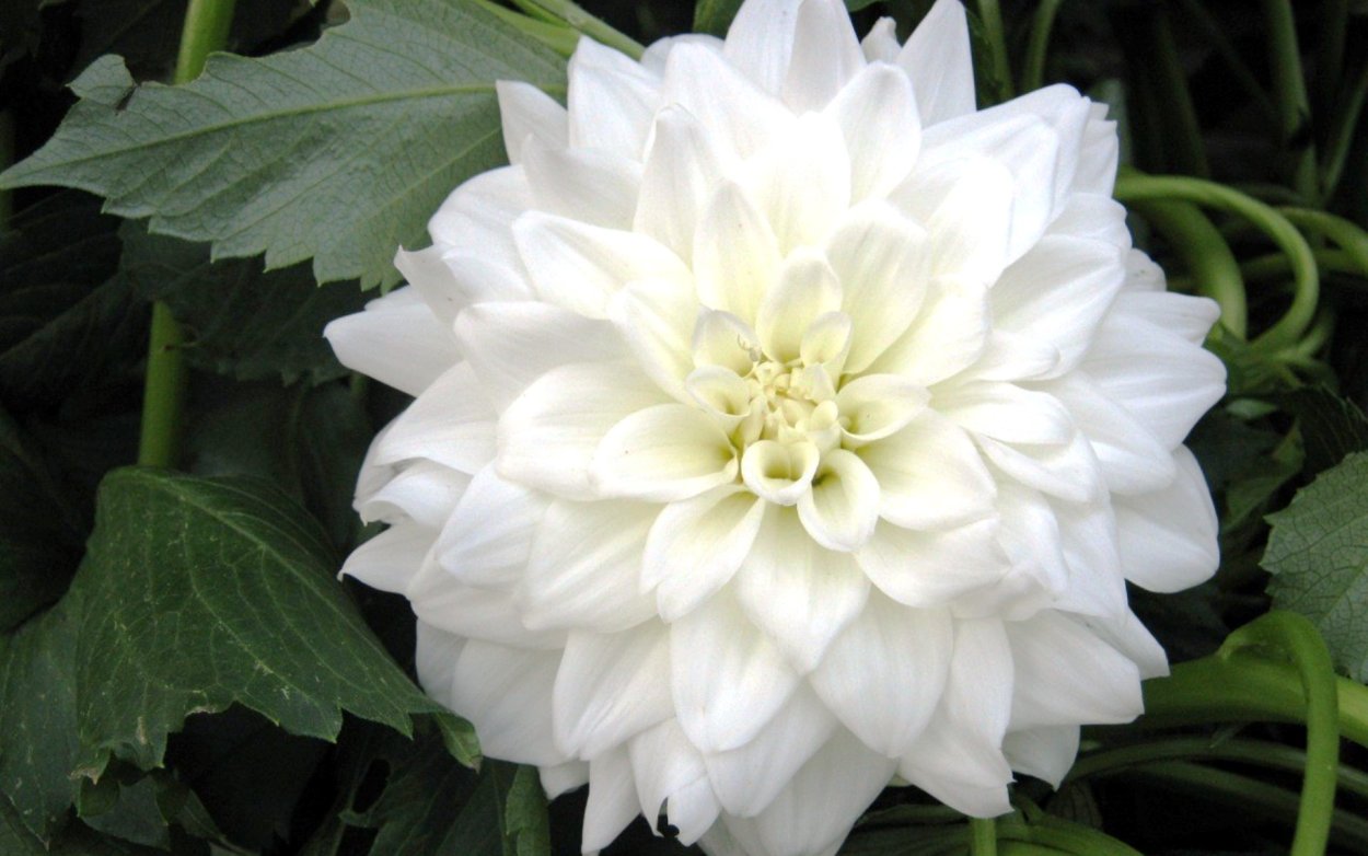 Кененген Катя белая георгина