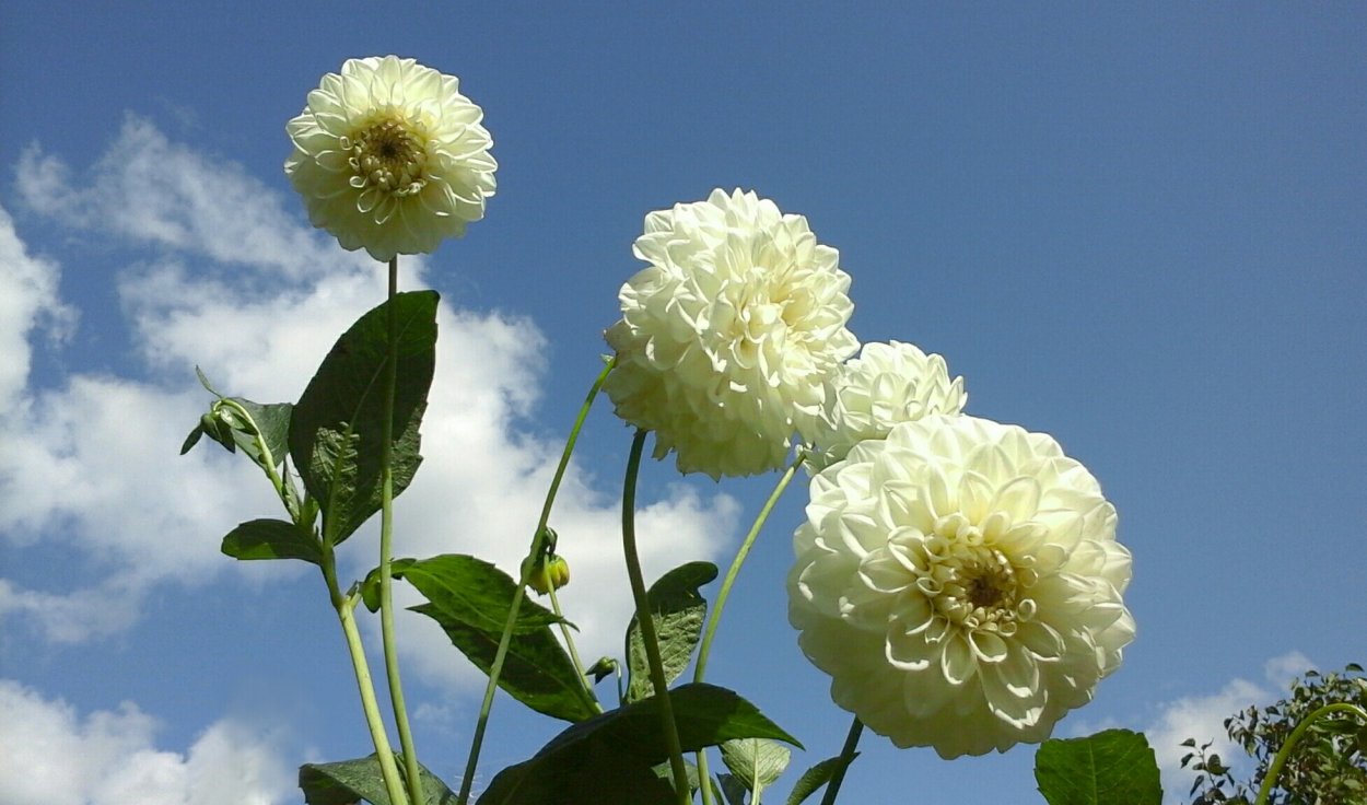 Георгин шар белый