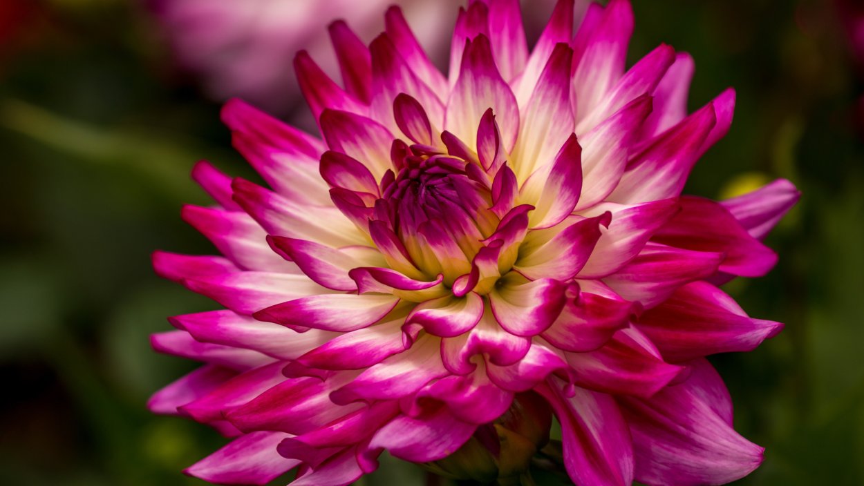 Розовые перья фон