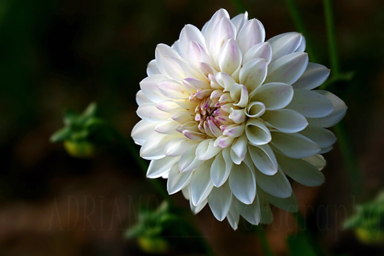 Георгин белоснежная Русь