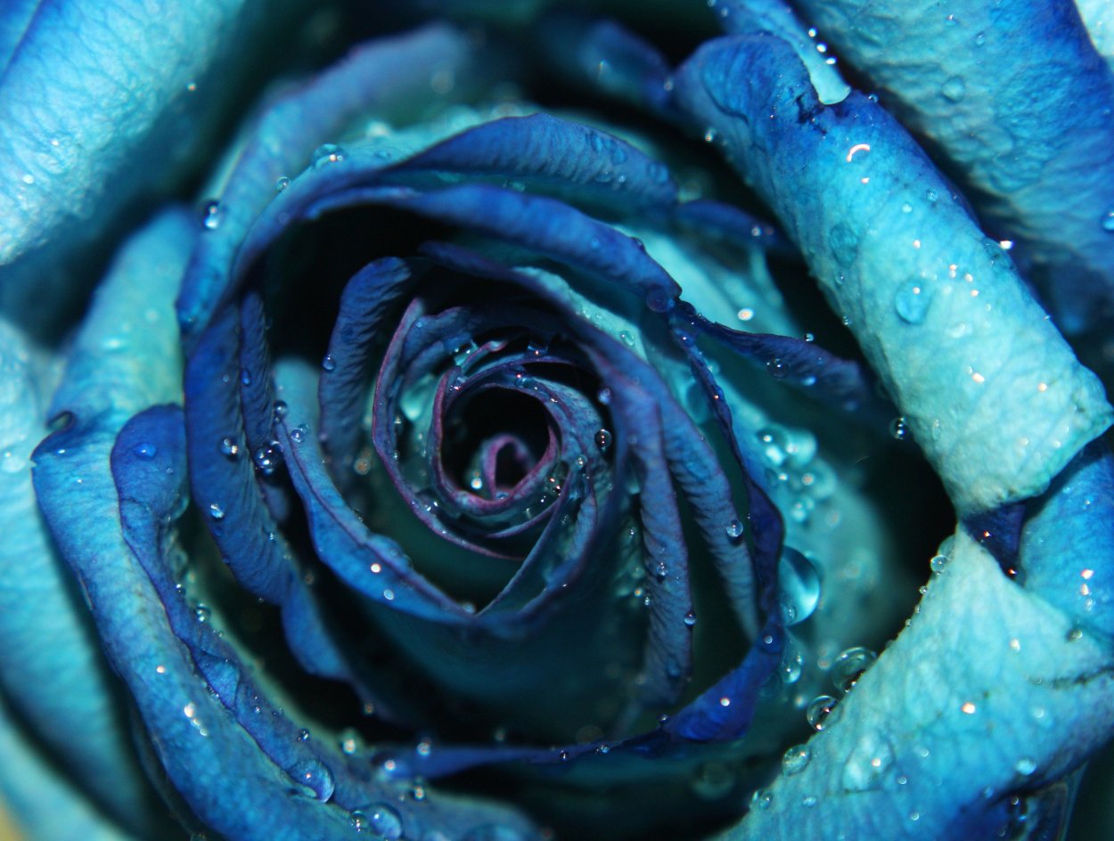 Синяя роза