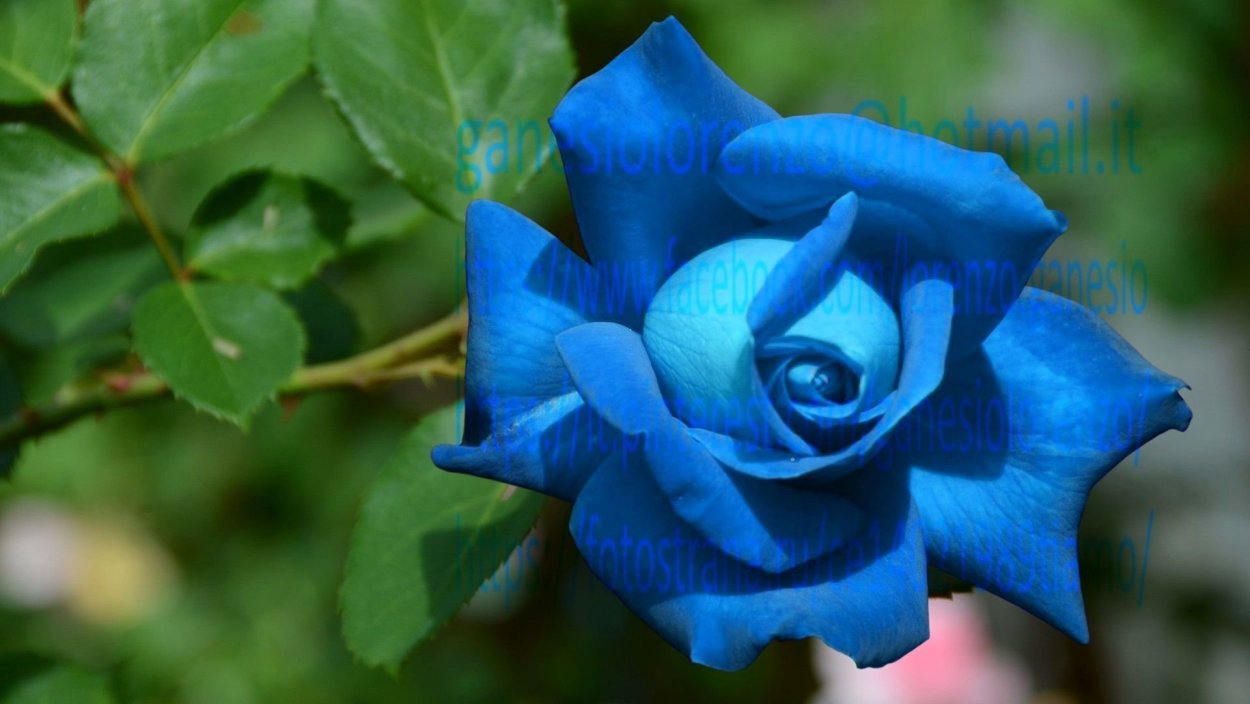 Роза чайногибридная голубая Лагуна