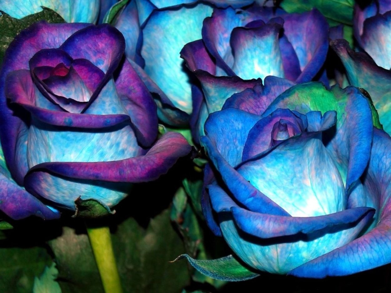 Роза голубая лагуна