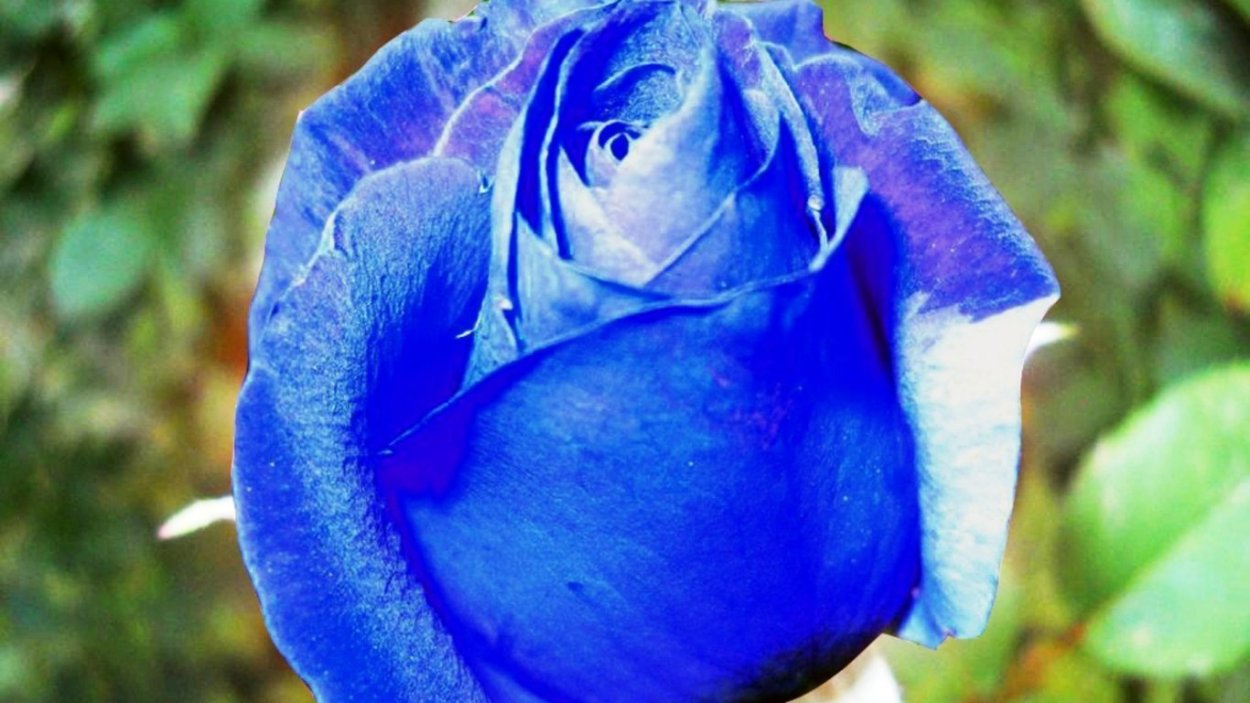 Голубая роза Сантори аплоз