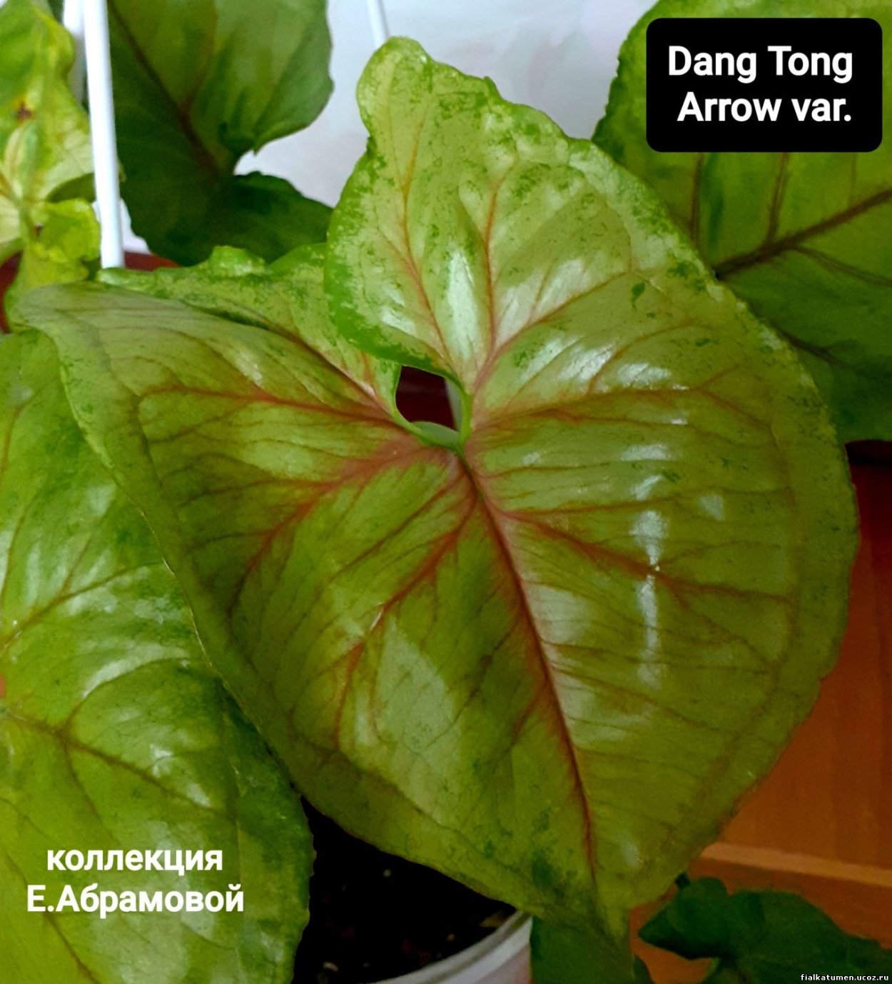 Сингониум Грин Эрроу