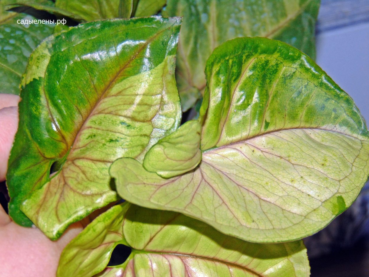 Сингониум Данг Тонг Арроу