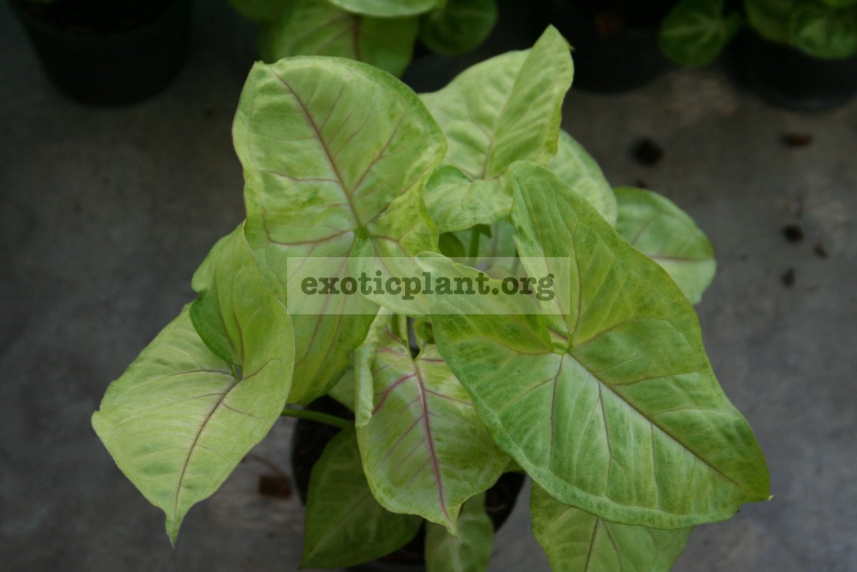 Сингониум Rasamee Tong