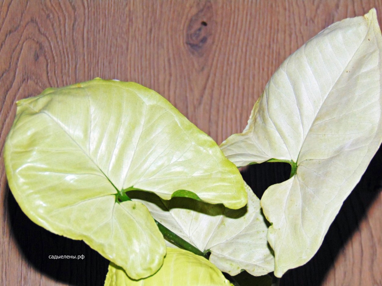 Сингониум Холли м