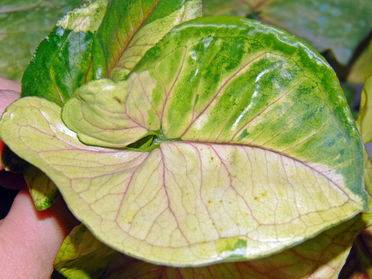 Сингониум Данг Тонг вариегатный