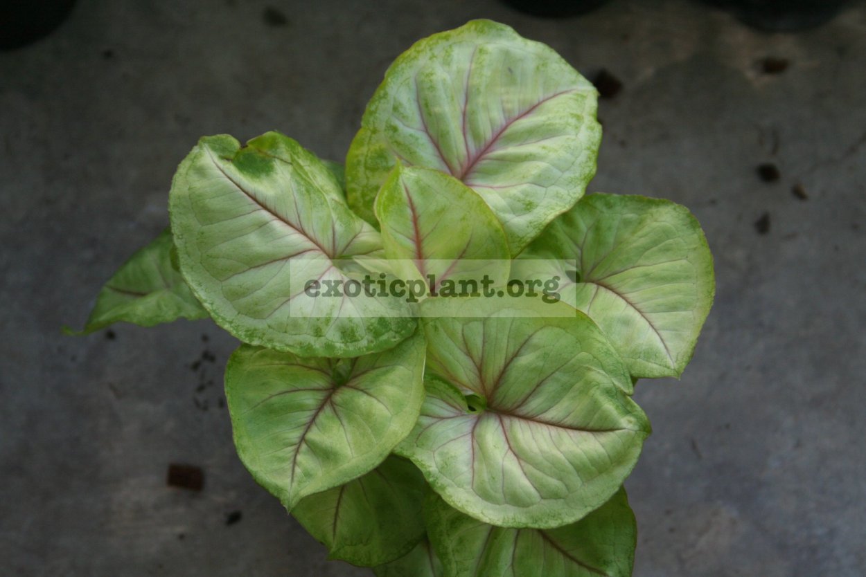 Сингониум Rasamee Round