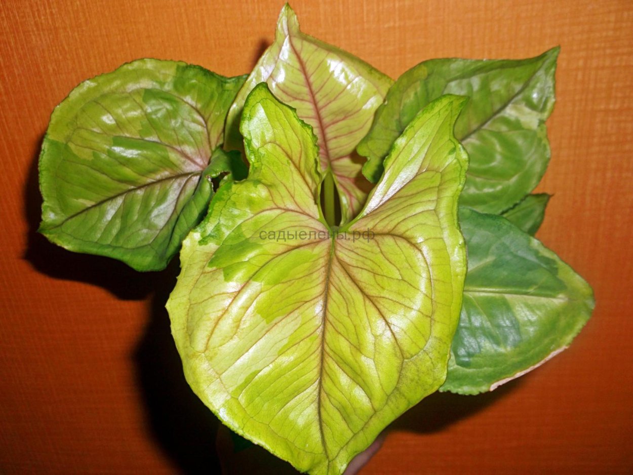 Сингониум Данг Тонг расами