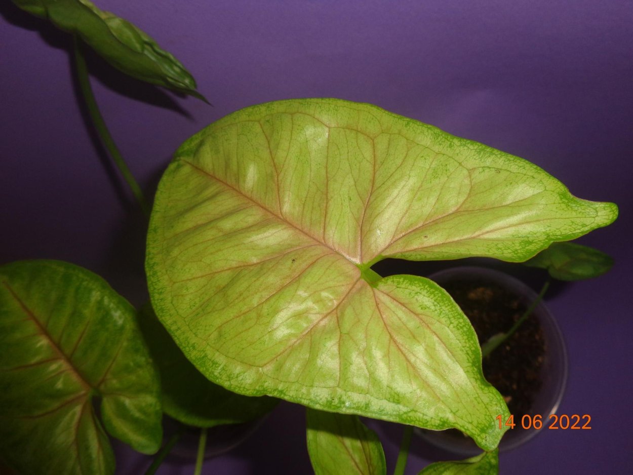 Сингониум Данг Тонг (dang Tong)