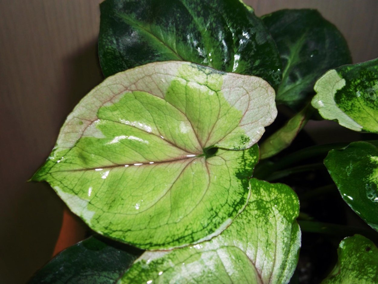 Сингониум т24