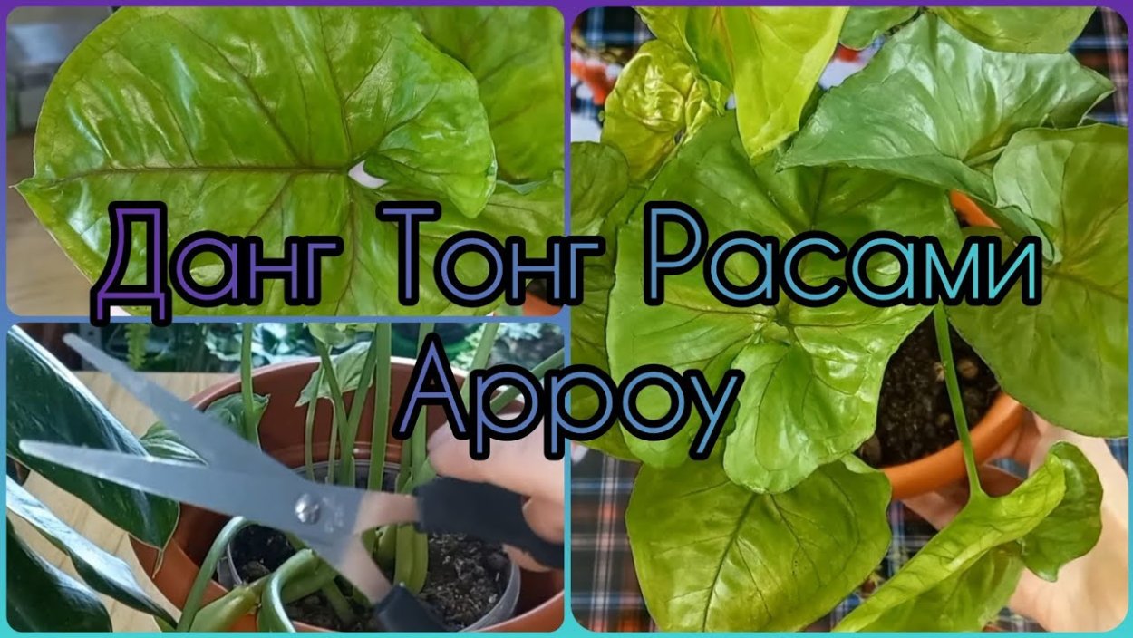 Сингониум Арроу на штамбе