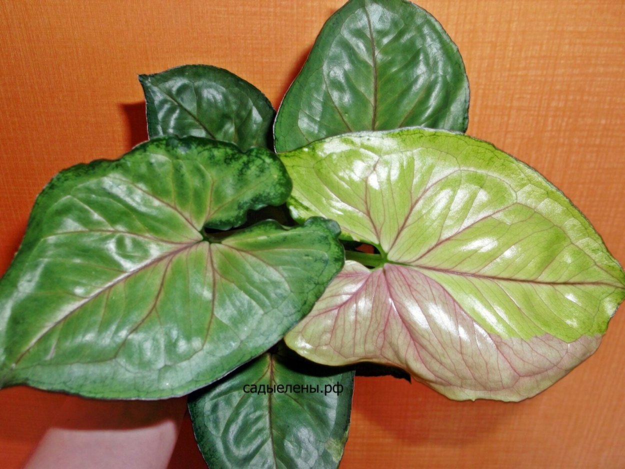 Сингониум Годзилла вариегатный