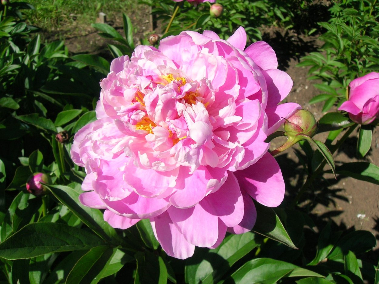 Пион уфимец