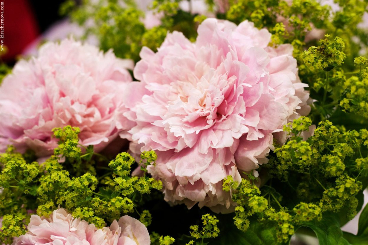 Пион сорт Уфимские зори