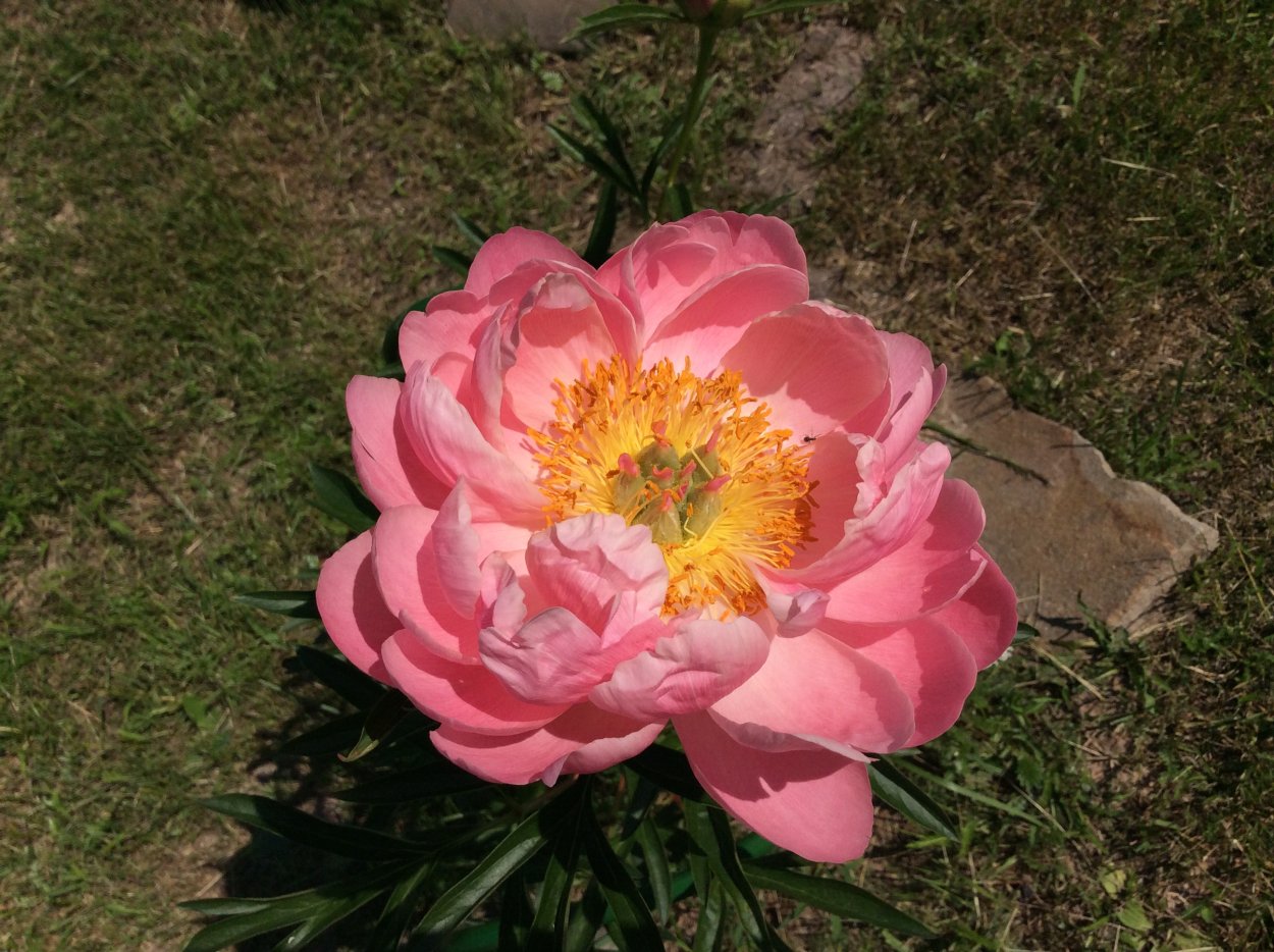 Пион Уфимские зори